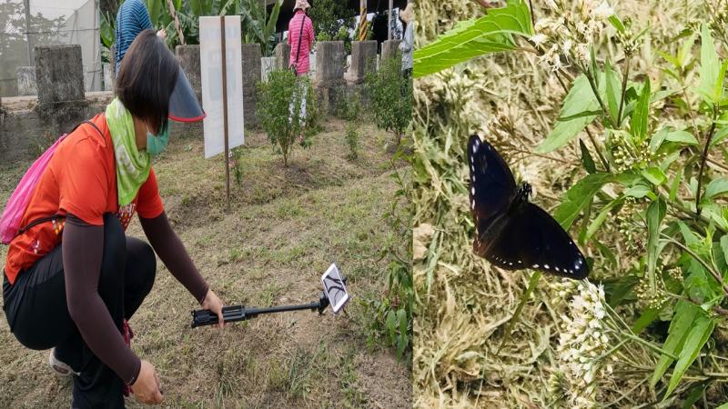 比翼雙飛時，來到林內好地方，停下飛行的步滑，吸取花中蜜汁  再林內留下倩影!紫斑蝶作者:林內doc林秀芬