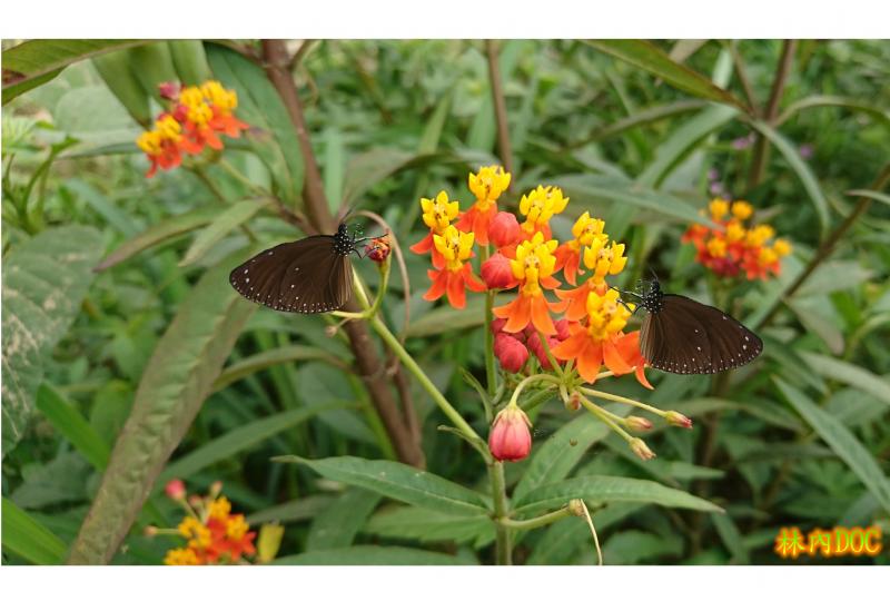 學員:許惜  photo cap 編輯製作