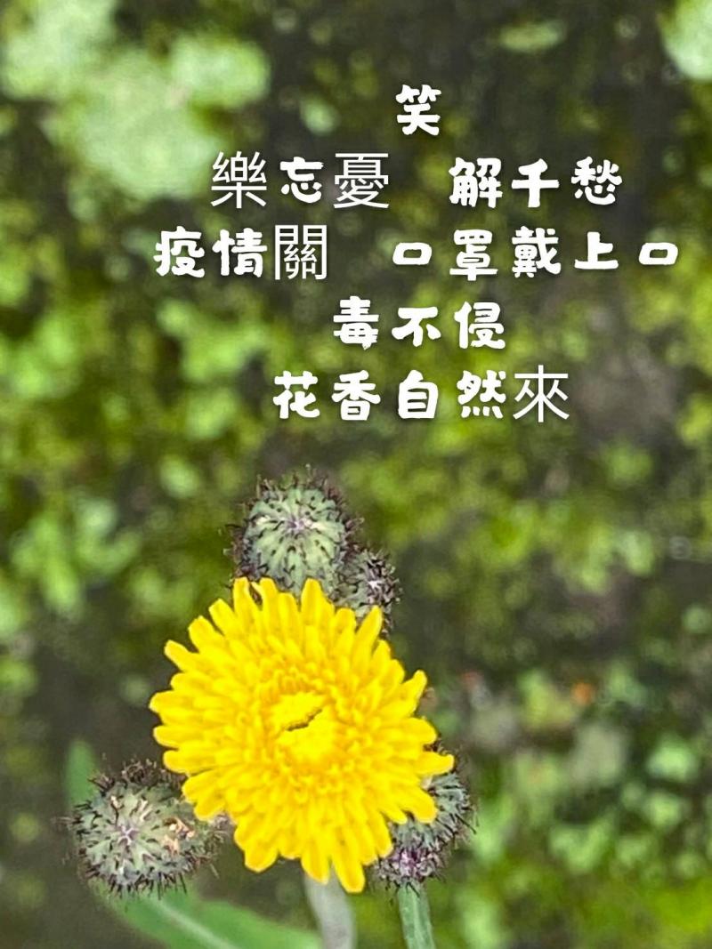 有花朵的早安圖 : 樂忘憂解千愁，毒不侵花香自然來