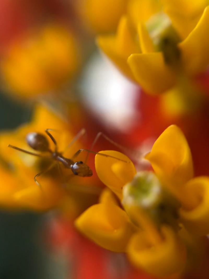 輔導團特色專案-行動DOC-微距攝影_螞蟻的世界