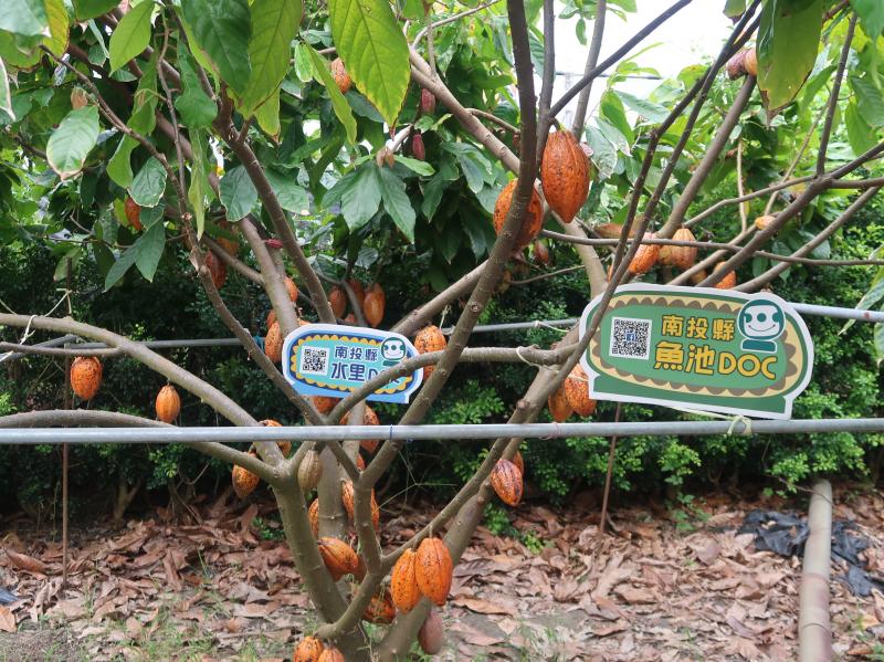 執行DOC創新計劃魚池、水里DOC，合體共同開課。