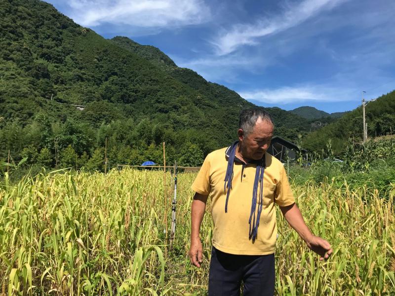 尤命哈用耆老說明小米與文化的故事