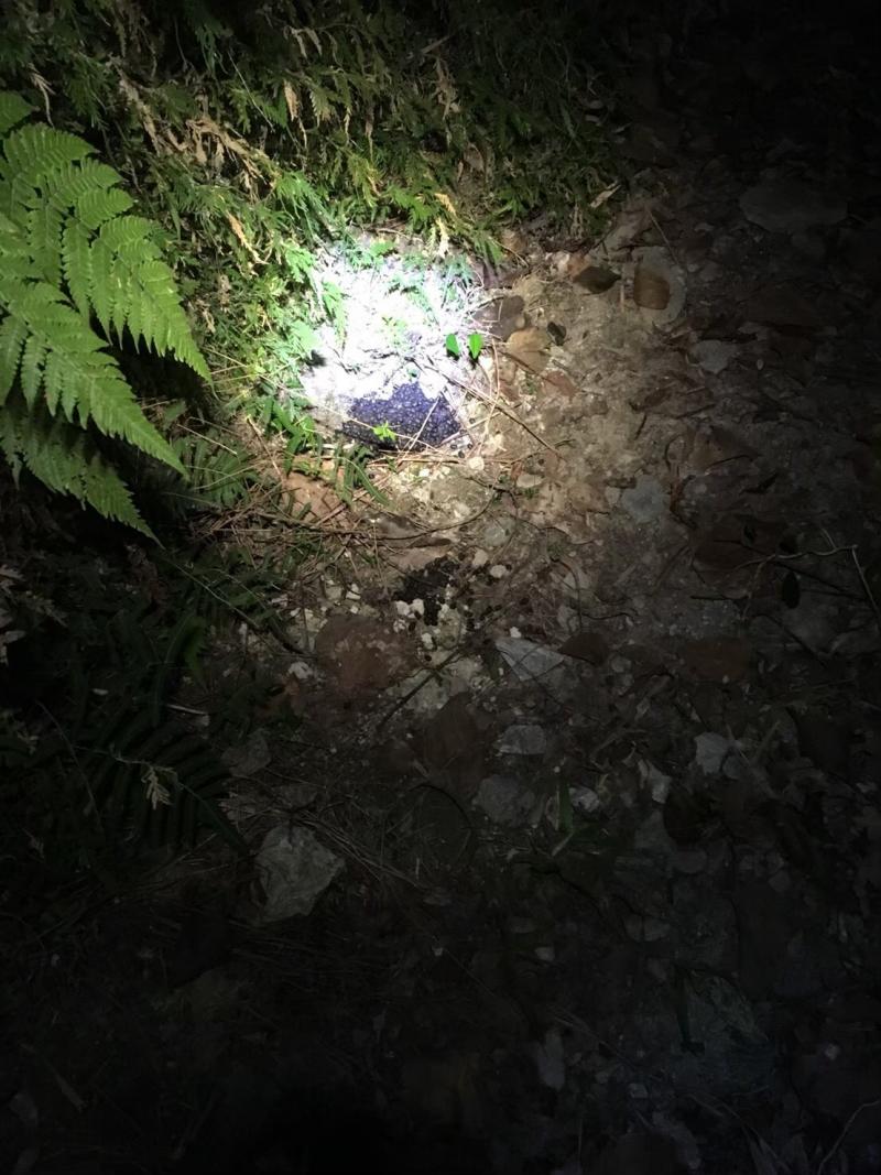 教學員辨識野生動物排泄物以此分辨是哪種動物