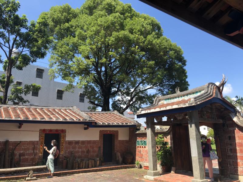 清澈藍天白雲和大樹  構成美麗的圖案