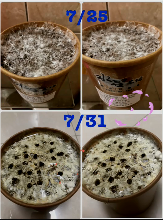 上課時將相片和影片，  組合成一部小影片。