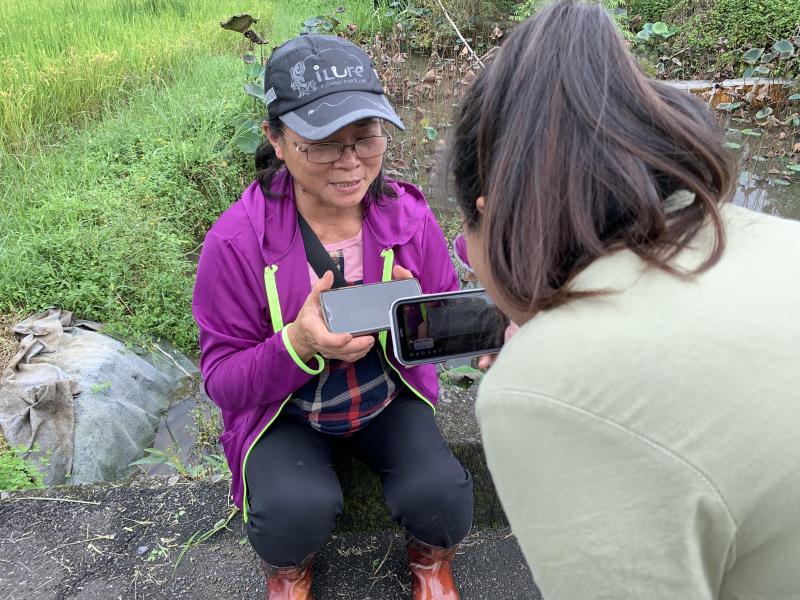 學員直播介紹春耕採收後曬稻米的步驟與當時照片