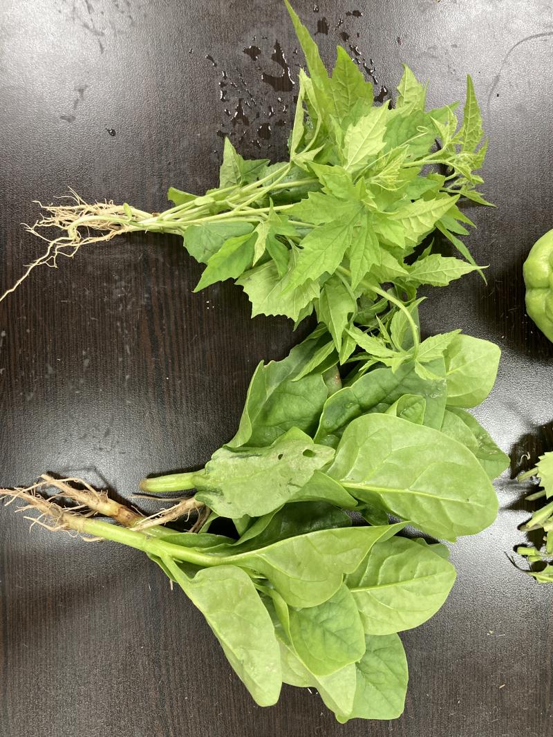 長輩練習相機拍攝紀錄各種食材2