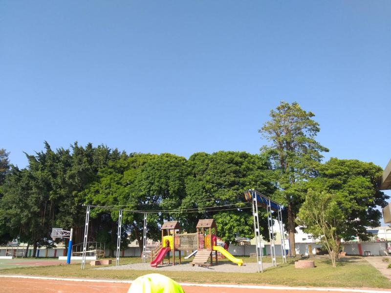 練習拍攝校園榕樹的作品