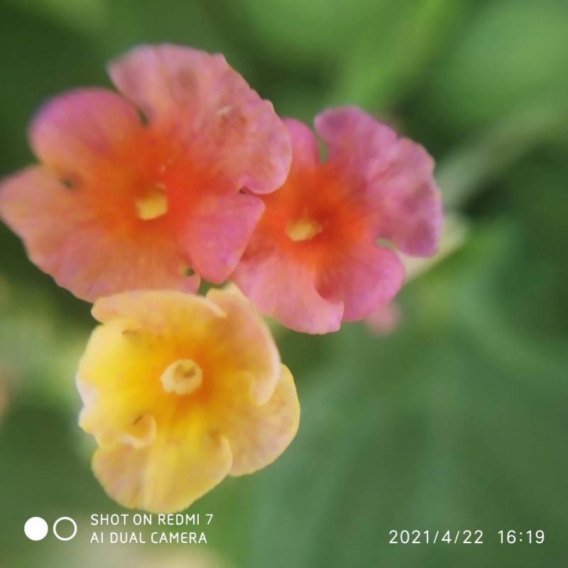 學員練習室外風景攝影