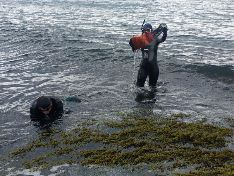 學員一下功夫也採了不少石花菜