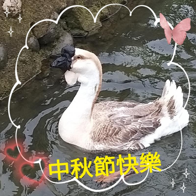 學員利用自家寵物照片做早安圖