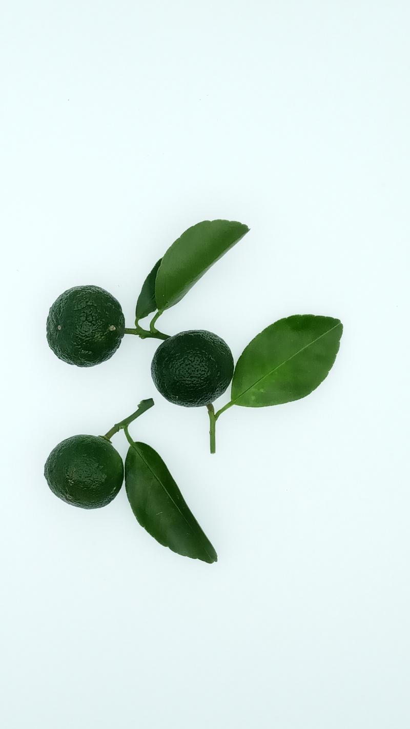 拍攝的商品照片