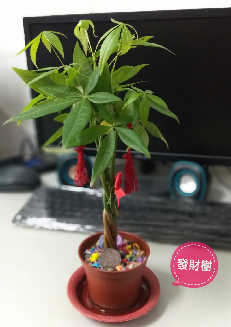 學員吳順發的上課作品