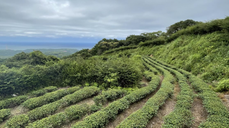 學員拍攝石門茶山步道