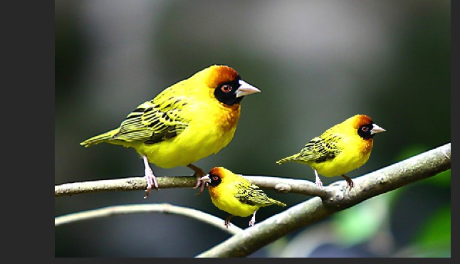 老師教導如何去背及複製功能，將一隻五色鳥變為多隻，並可自由縮放，及轉向