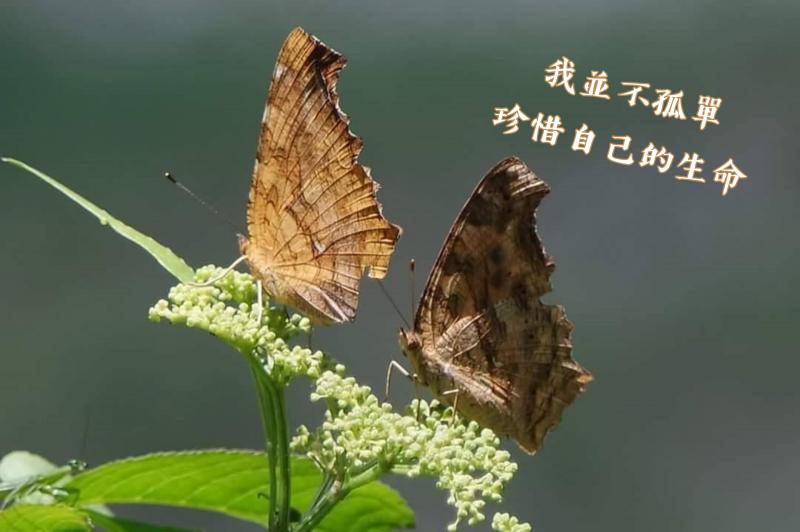 學員作品，學員利用所學把照片加文字參賽。