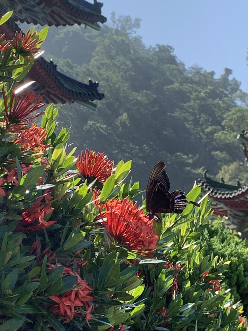 學員作品照片-公園的蝴蝶