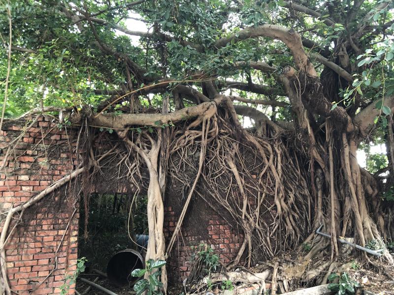 抽象的樹根線條