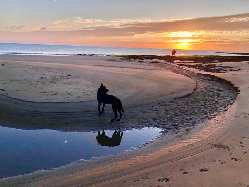 夕陽下盼望主人回