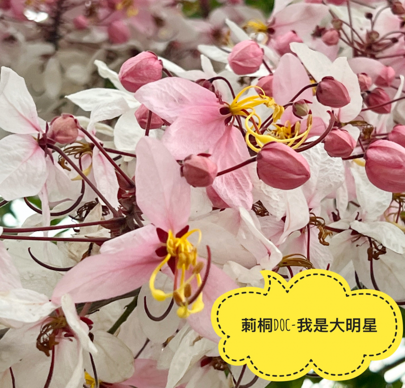 拍照.修圖.編輯文字.都可以自以一手包辦