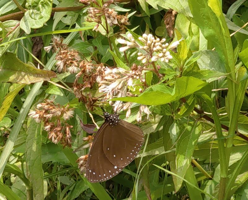 學員紫蝶美拍作品