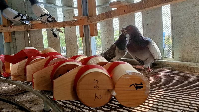 鴿子背回鴿舍的鴿笭