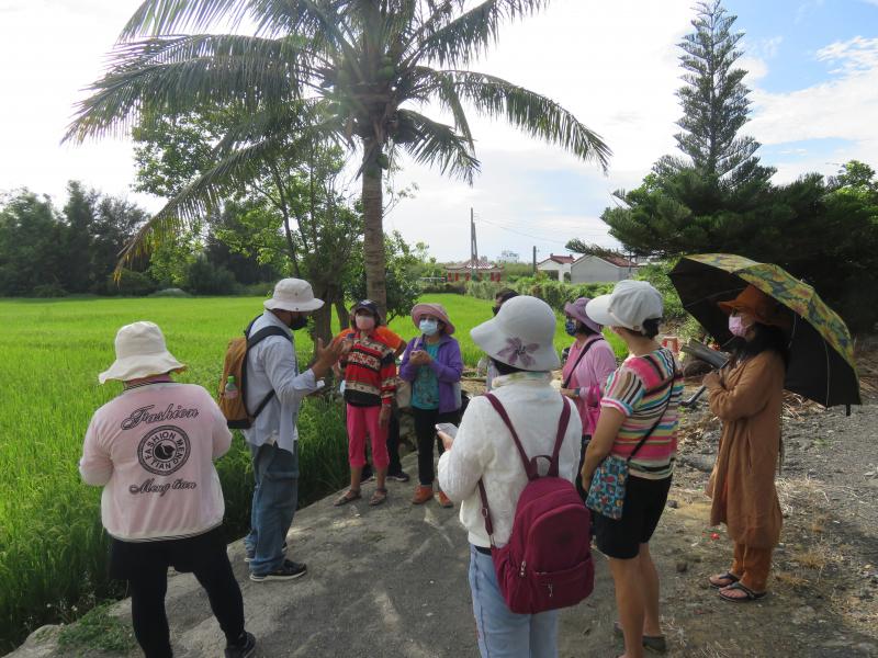 埔墘油亮稻田運鏡講解