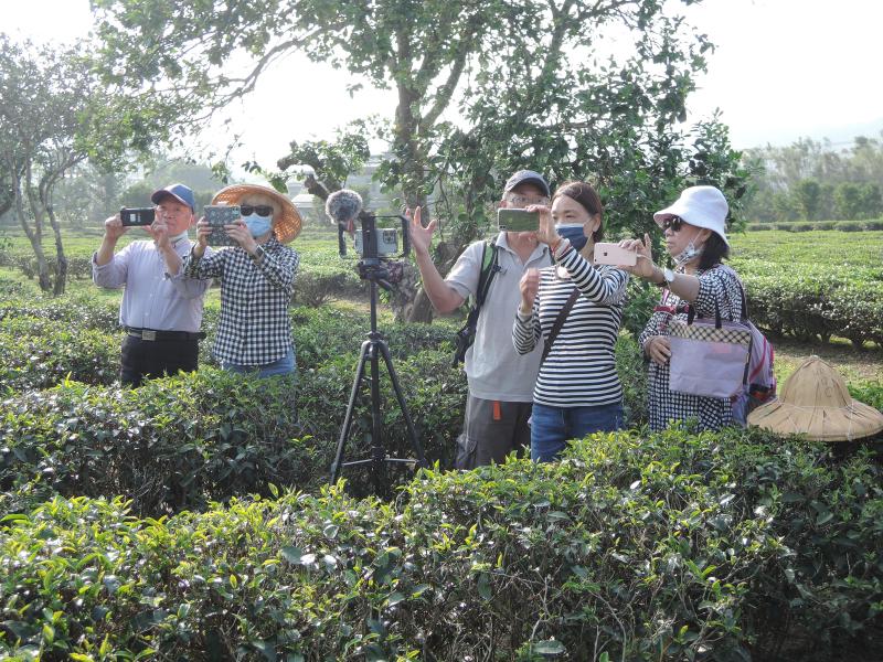 茶園內實地拍攝採訪