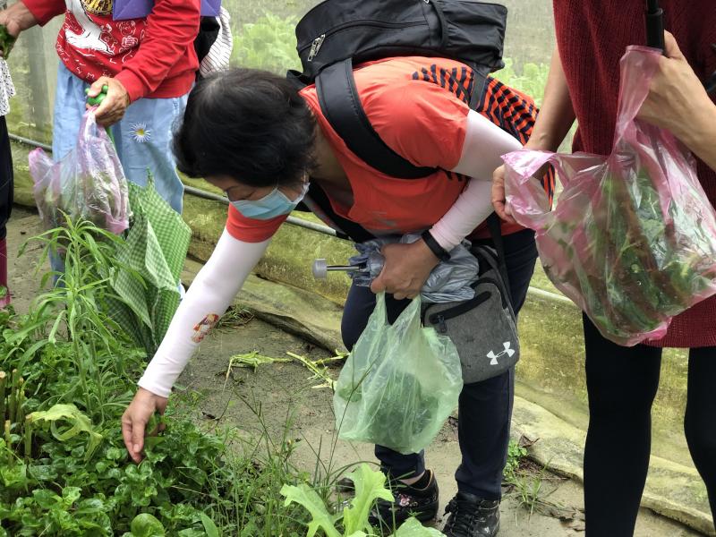 學員採草(木耳菜)