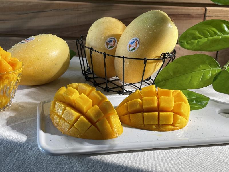 夏雪芒果在老師親手操刀下，果肉分明，果汁飽滿，好想咬一口