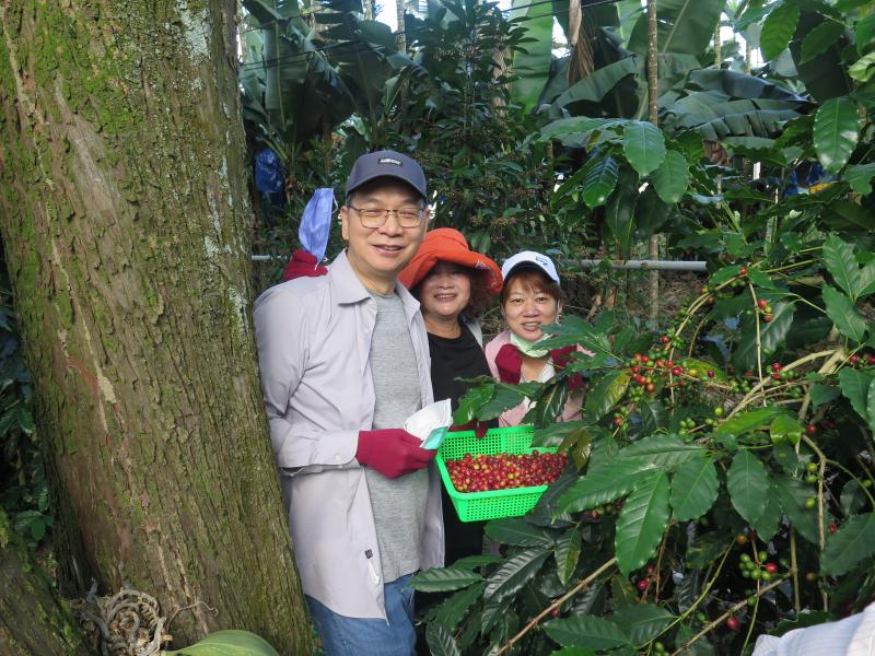 新北的學員認真採摘成熟的咖啡，新鮮的田園體驗，收穫滿滿。