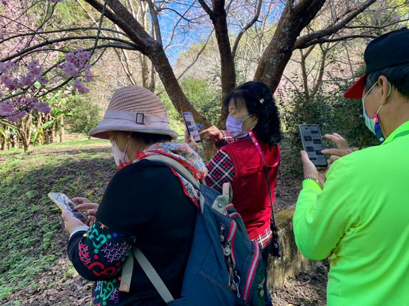 看看這棵櫻花樹什麼品種的～