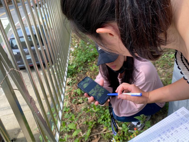 將校園裡看到的野菜外型，透過手機記錄下來。不只拍下野菜的模樣，同時盤點校園裡有哪些野菜。