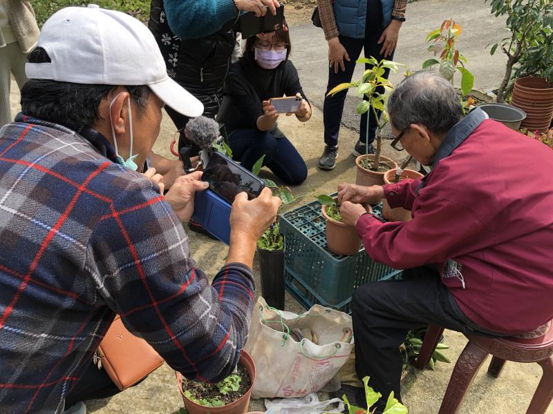 百歲人瑞受訪時，展現花果樹苗的嫁接，成功率非常高。