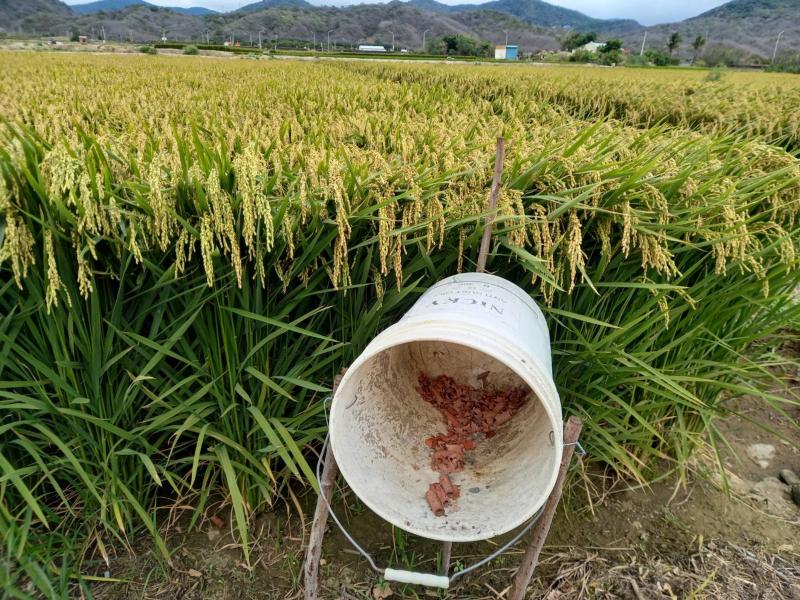 稻田中出現不尋常物，甚是奇怪