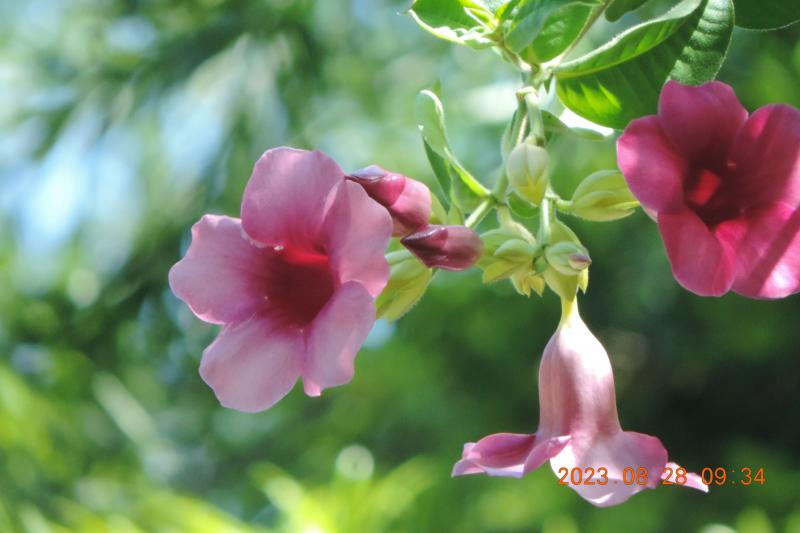 學員作品:花的特寫