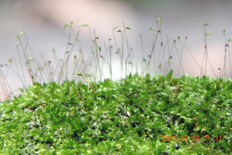 學員作品:植物特寫