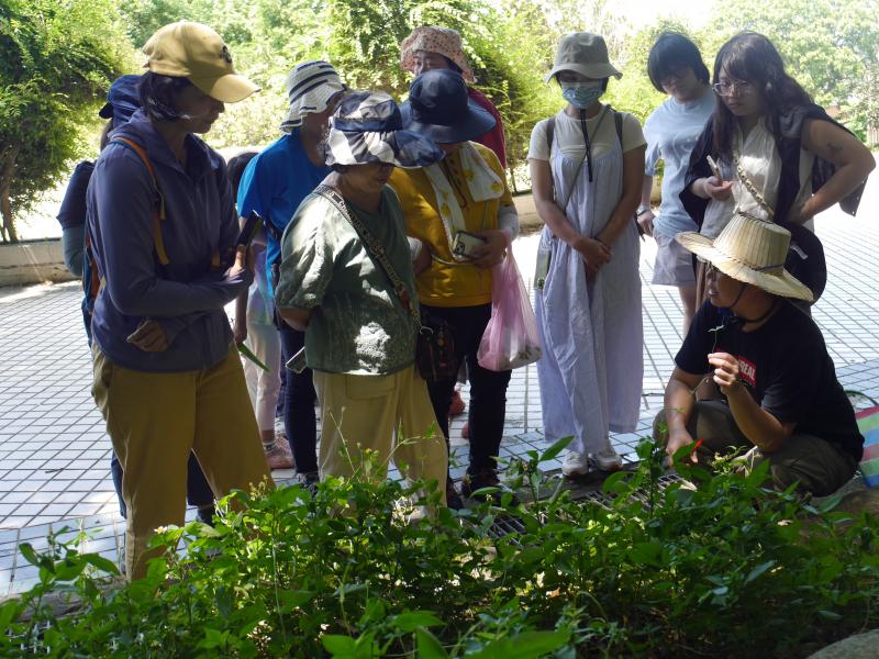 講師教導學員辨識植物