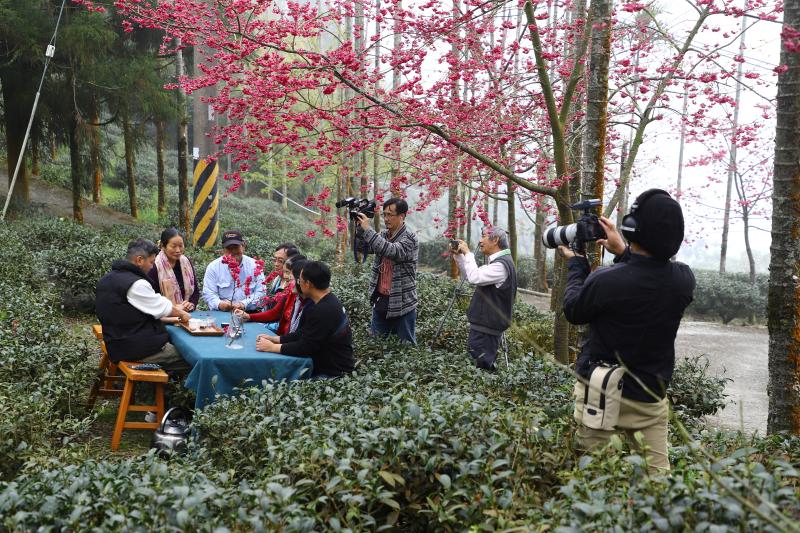 在櫻花下茶園中擺設茶席採訪當地志工
