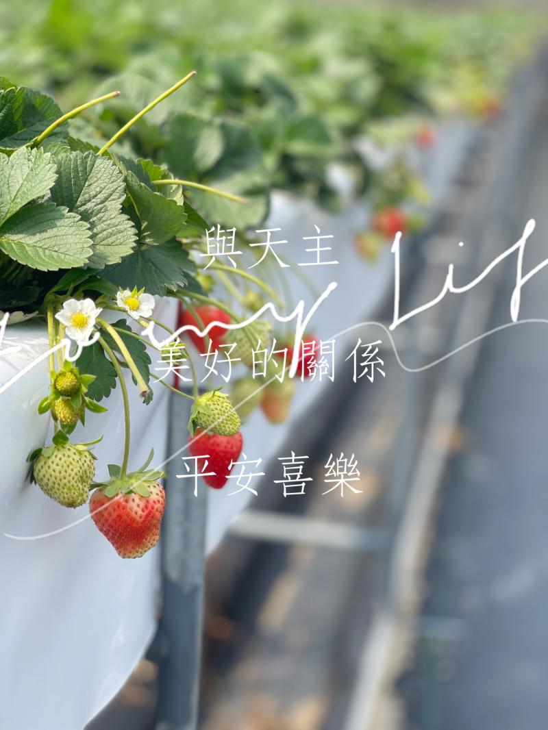 學員松梅花這次參加「拍出你的專屬視角」課程,讓我學會用心去觀察日常生活中微小但美好的畫面。這張作品是在草莓園拍攝的,透過老師教的「前景與深景」技巧,我選擇了剛好轉紅的草莓做為前景主角,搭配白色花朵點綴,讓畫面更有層次感。背景的模糊效果,也成