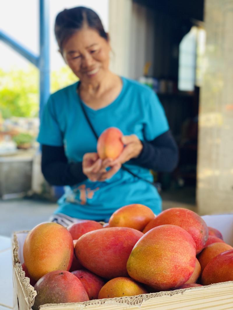 人像為模特兒，為自家栽種的當季芒果-在欉黃 宣傳推廣。