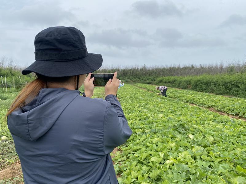 遠景側拍記錄，果農例行田園工作的動、靜態影像