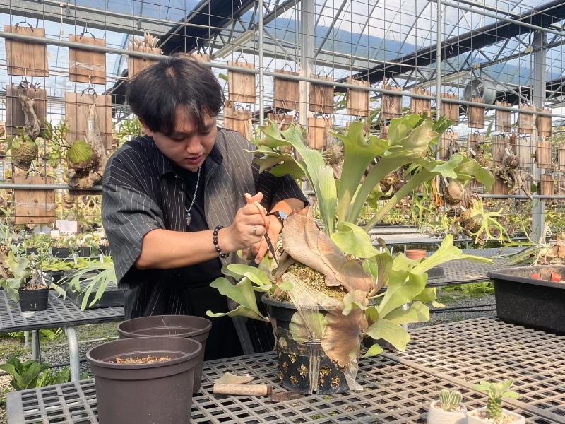 老闆認真拆解植物