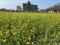 【學甲DOC】唸戀學甲蜀葵花文化節推廣活動