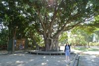 【左鎮DOC】西拉雅日常 走進左鎮國小好時光網頁