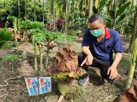 屏東新埤發起「疣柄魔芋」回娘家 盼帶入教學及觀光發展