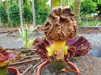 全台最大的花「雷公屁」臭出新高度